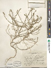 Corispermum hyssopifolium image