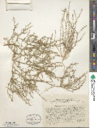 Image of Corispermum laxiflorum