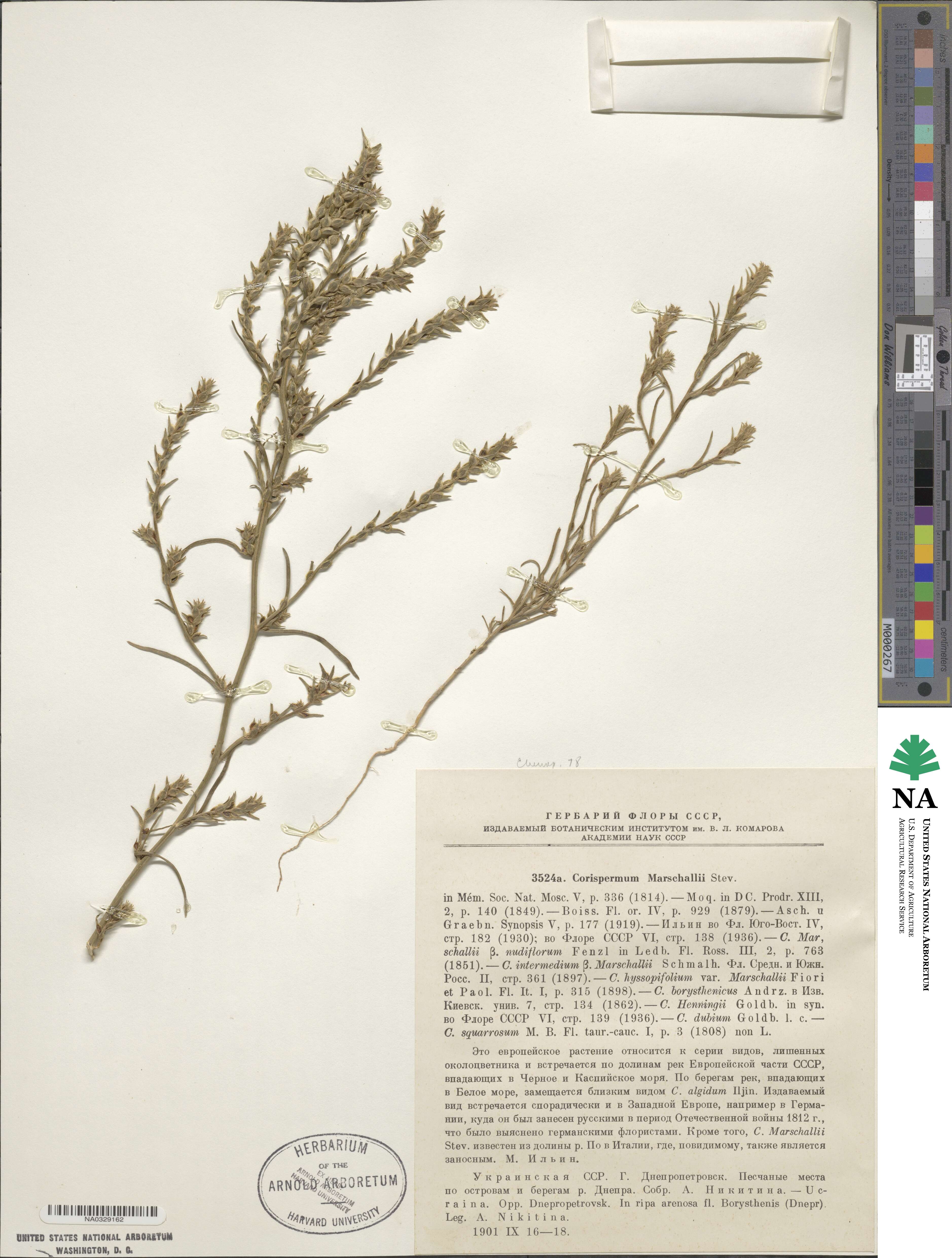 Corispermum marschallii image