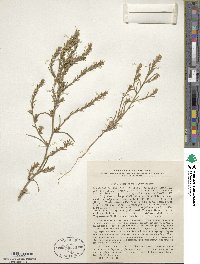 Corispermum marschallii image