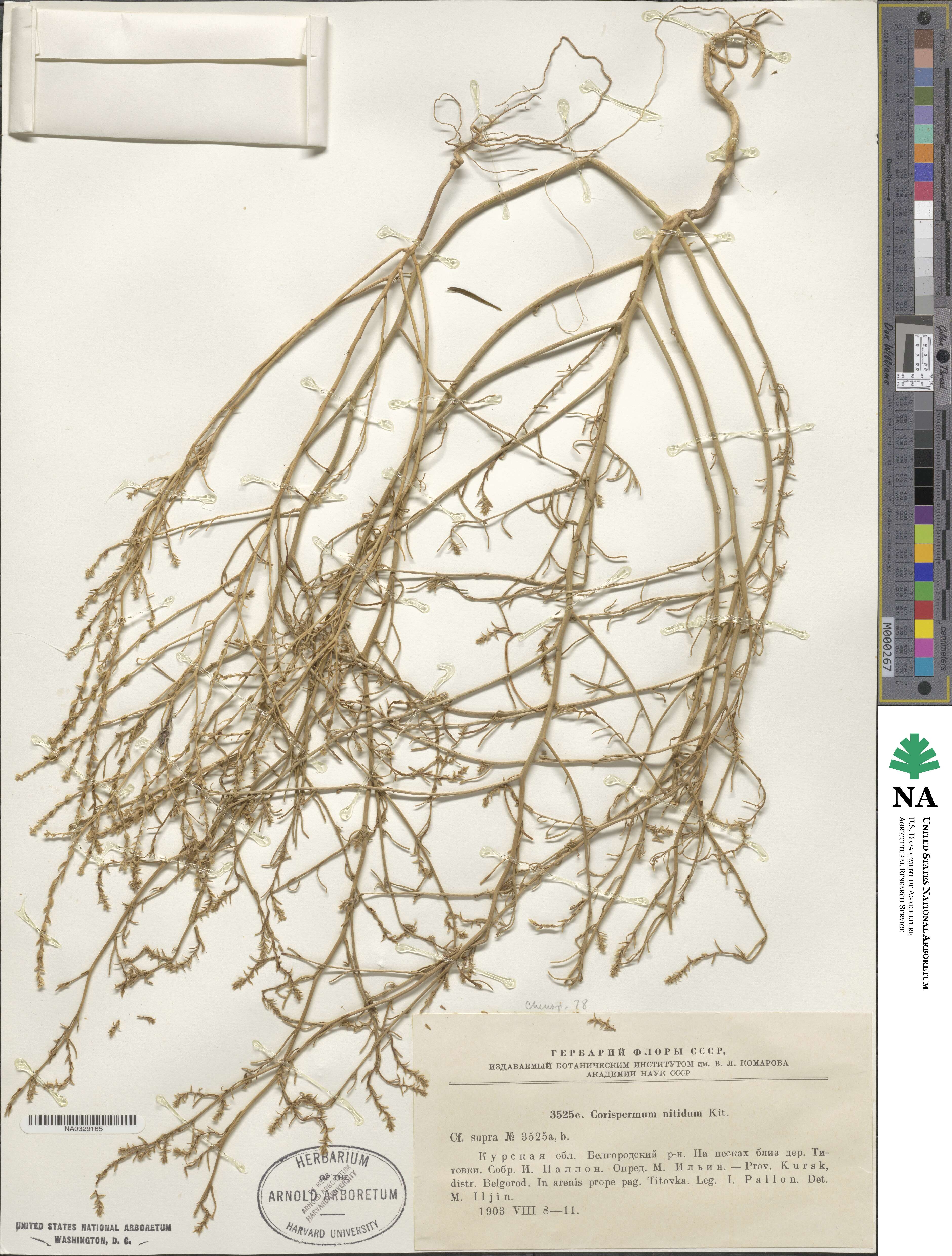 Corispermum nitidum image