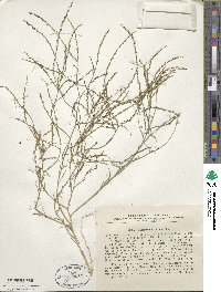 Corispermum nitidum image