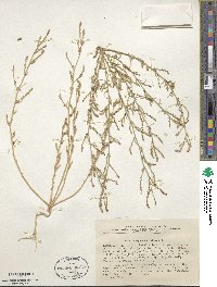 Image of Corispermum aralocaspicum