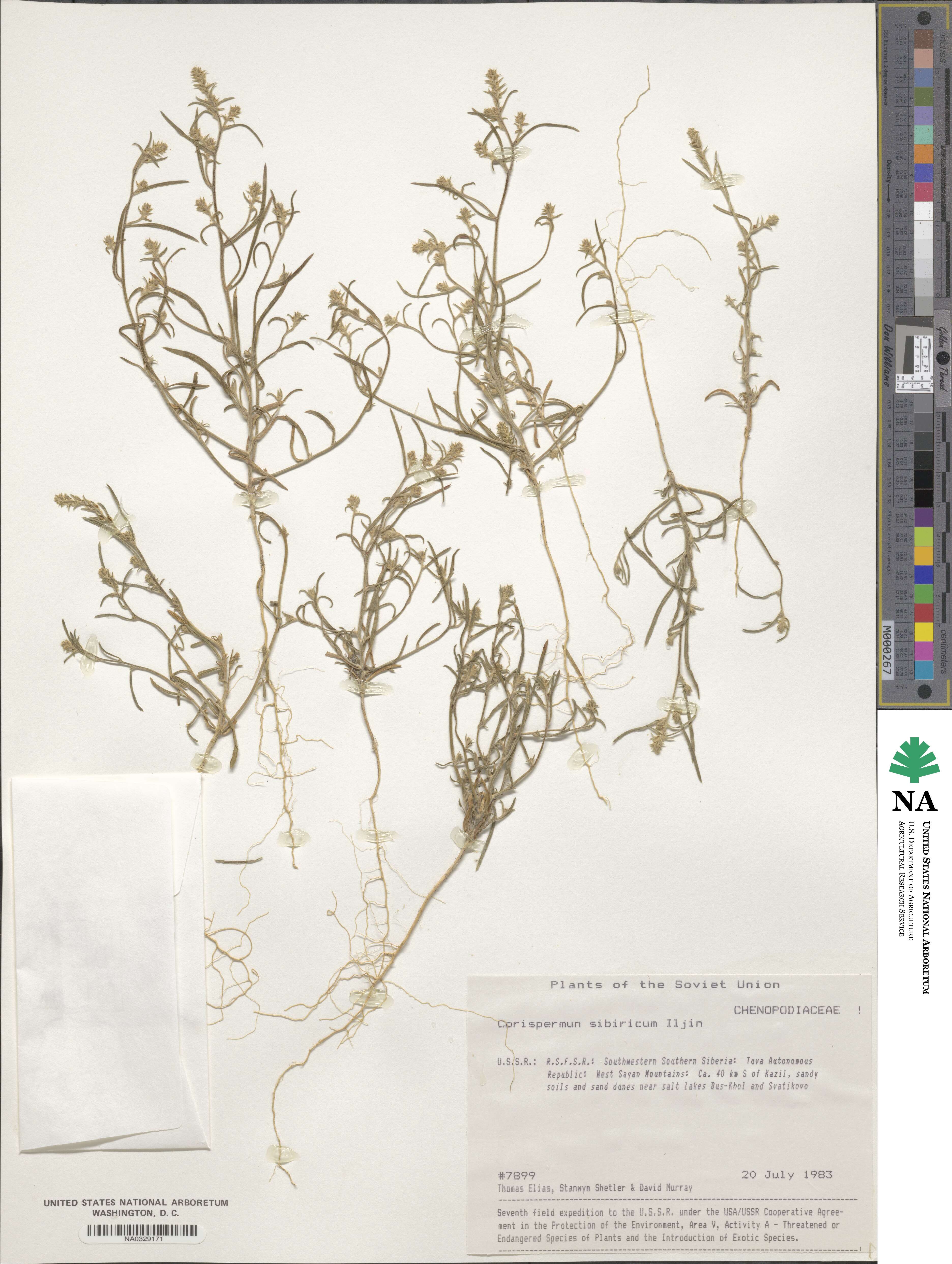 Corispermum sibiricum image