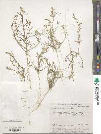 Image of Corispermum sibiricum