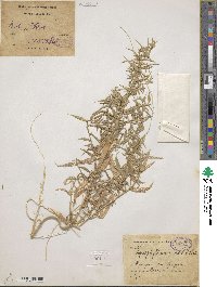 Image of Agriophyllum minus