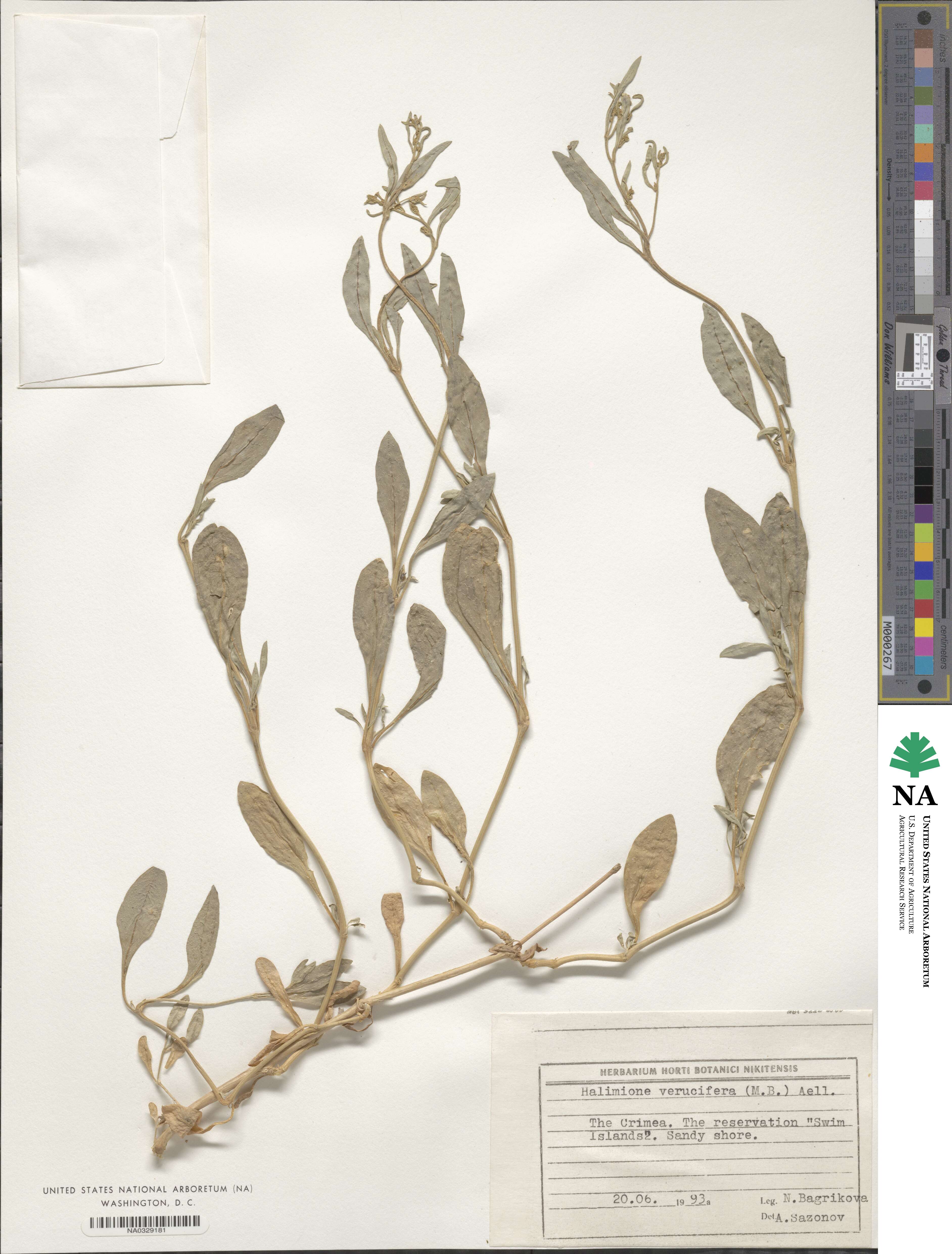 Halimione verrucifera image