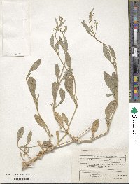 Image of Halimione verrucifera