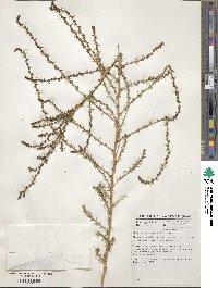 Bassia prostrata subsp. prostrata image