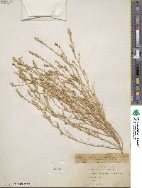 Corispermum villosum image