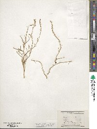 Corispermum hyssopifolium image