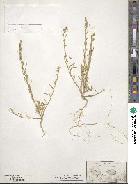 Corispermum hyssopifolium image