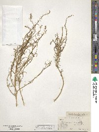 Corispermum hyssopifolium image