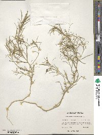 Corispermum hyssopifolium image