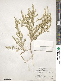 Corispermum hyssopifolium image