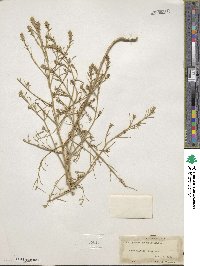 Corispermum hyssopifolium image