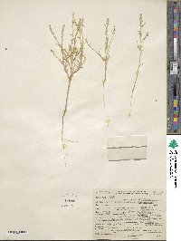 Corispermum nitidum image