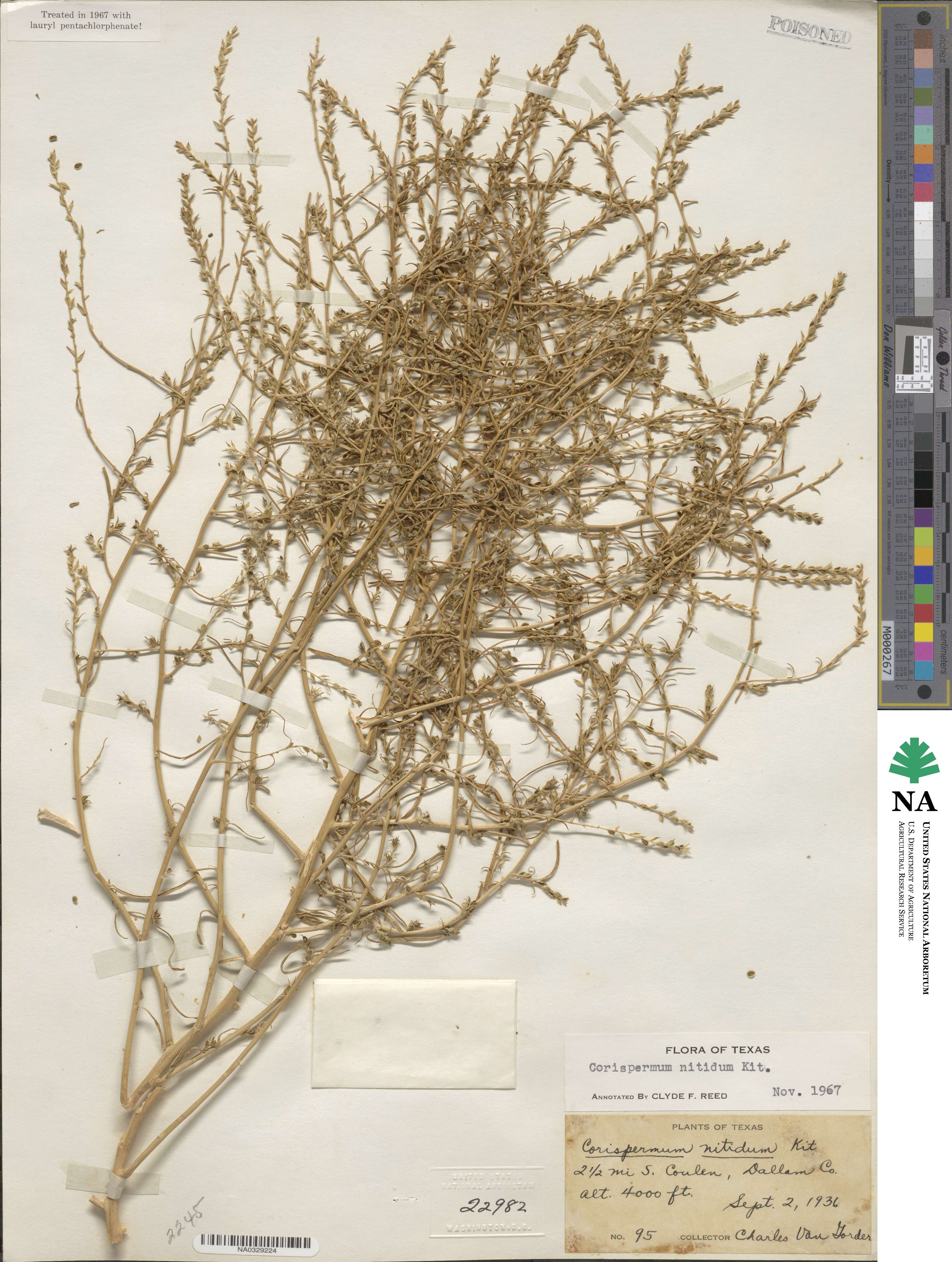 Corispermum nitidum image