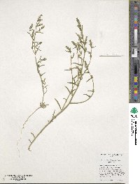 Image of Corispermum pacificum