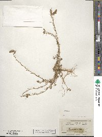 Bassia laniflora image