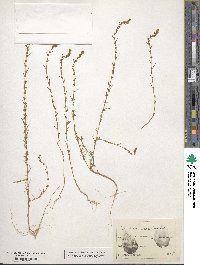 Bassia laniflora image