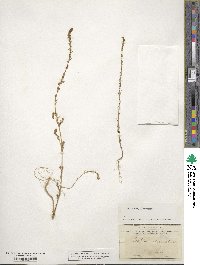 Bassia laniflora image