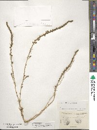 Bassia laniflora image