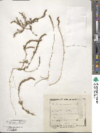 Bassia laniflora image