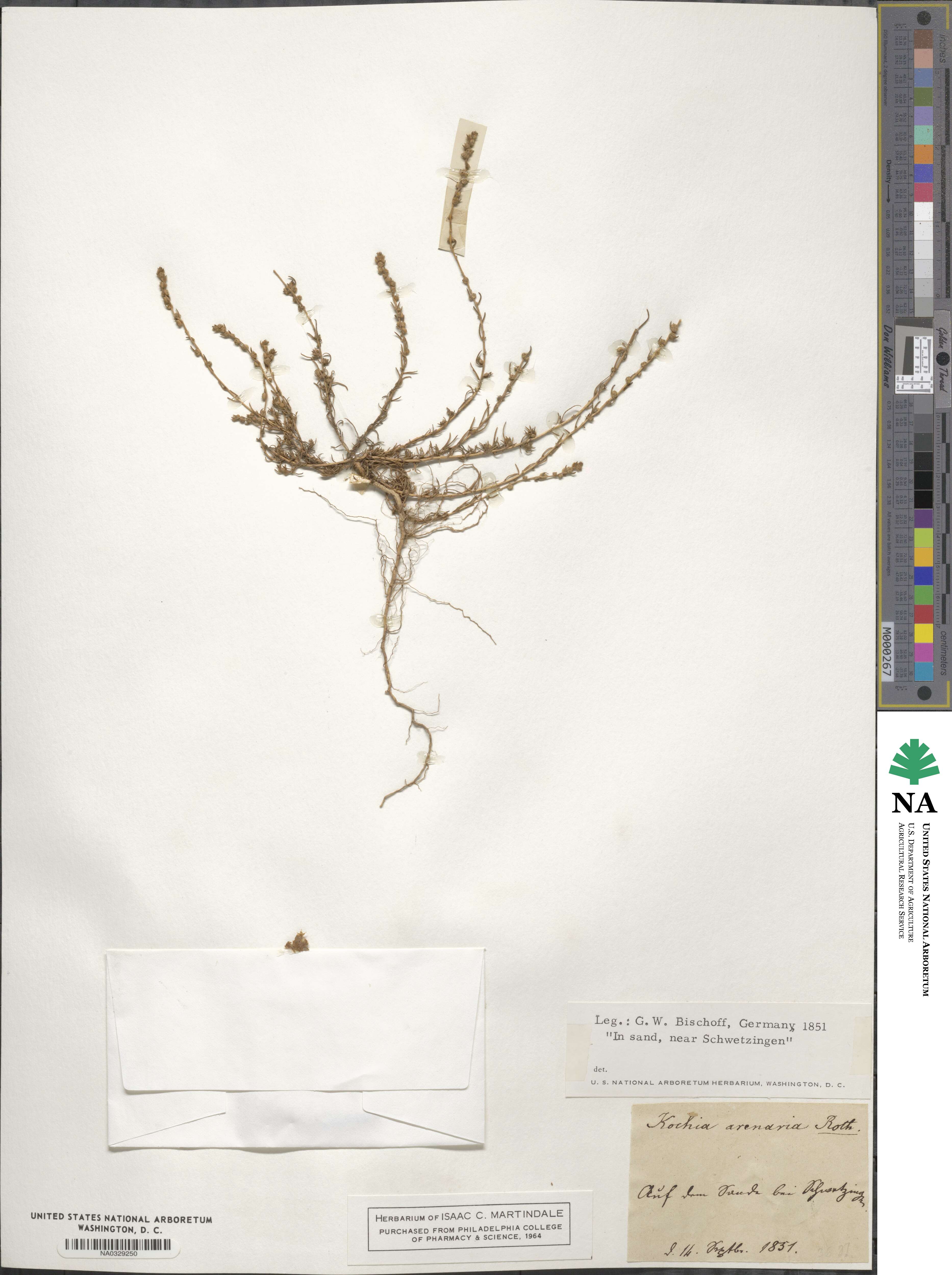 Bassia laniflora image