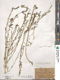 Bassia laniflora image