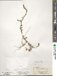 Bassia laniflora image