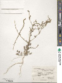 Bassia laniflora image