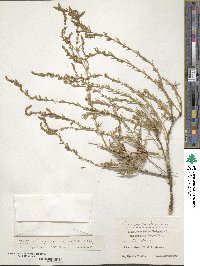 Bassia prostrata subsp. prostrata image