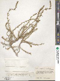 Bassia prostrata subsp. prostrata image