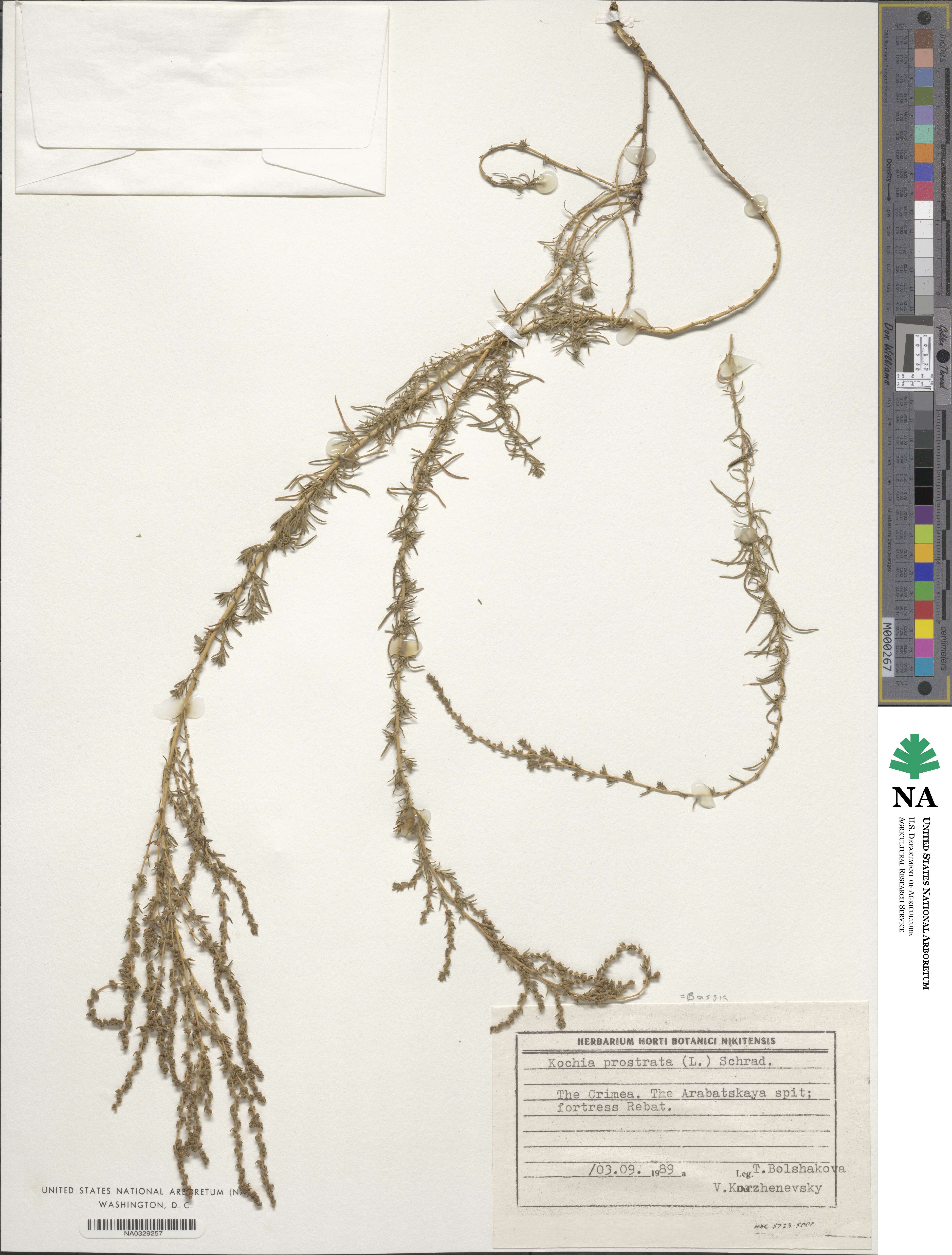 Bassia prostrata subsp. prostrata image