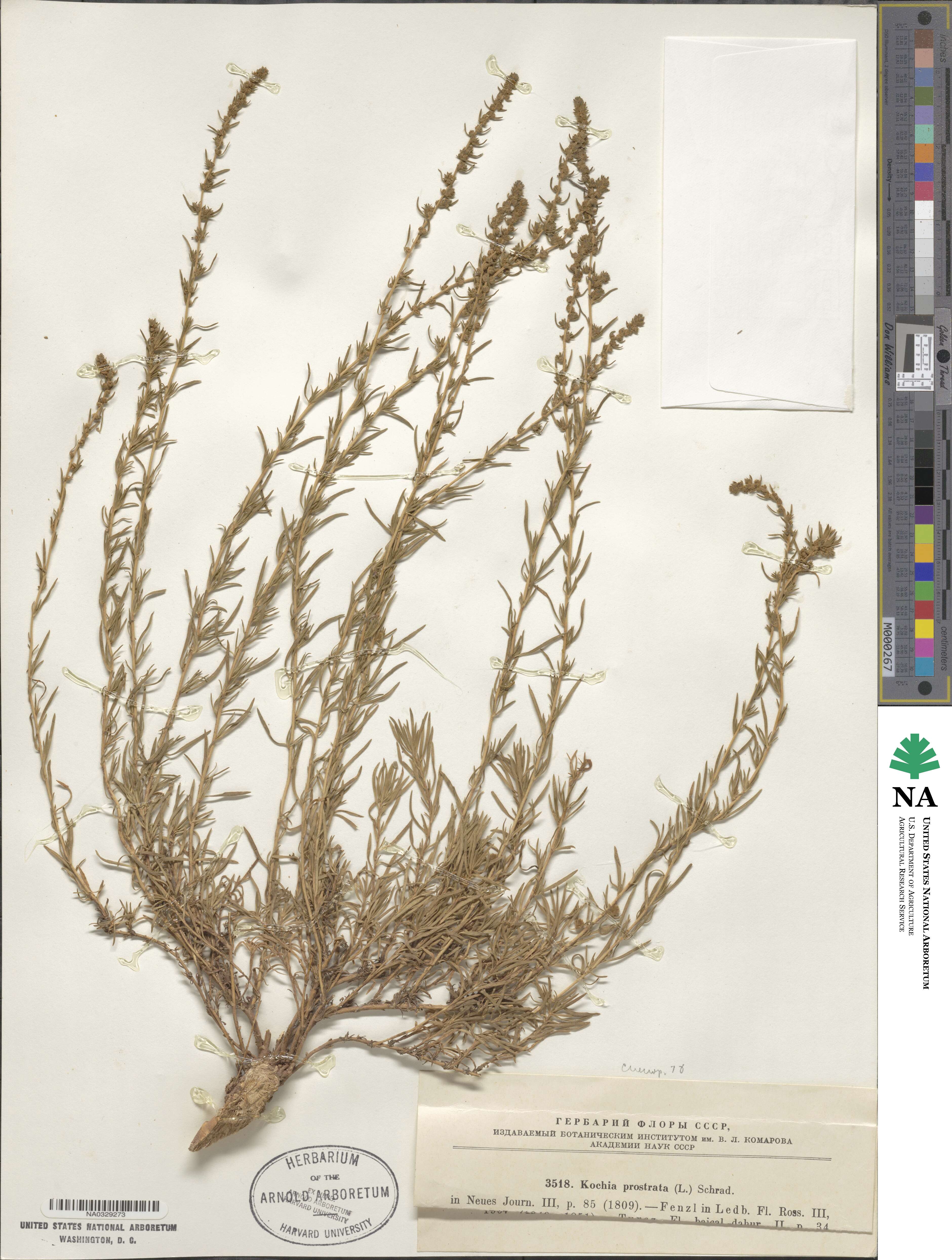 Bassia prostrata image