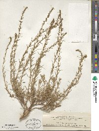 Bassia prostrata image