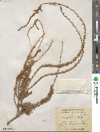 Bassia prostrata subsp. prostrata image