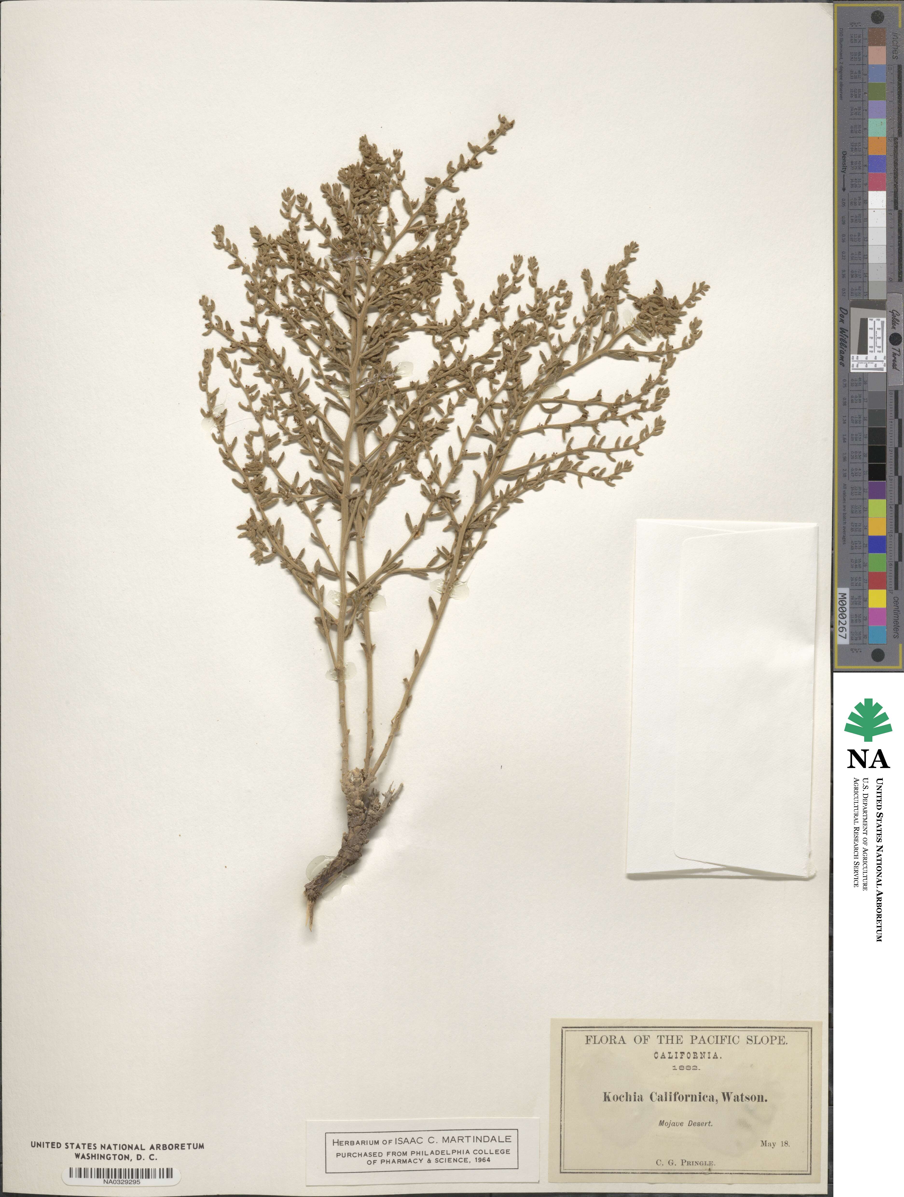 Neokochia californica image