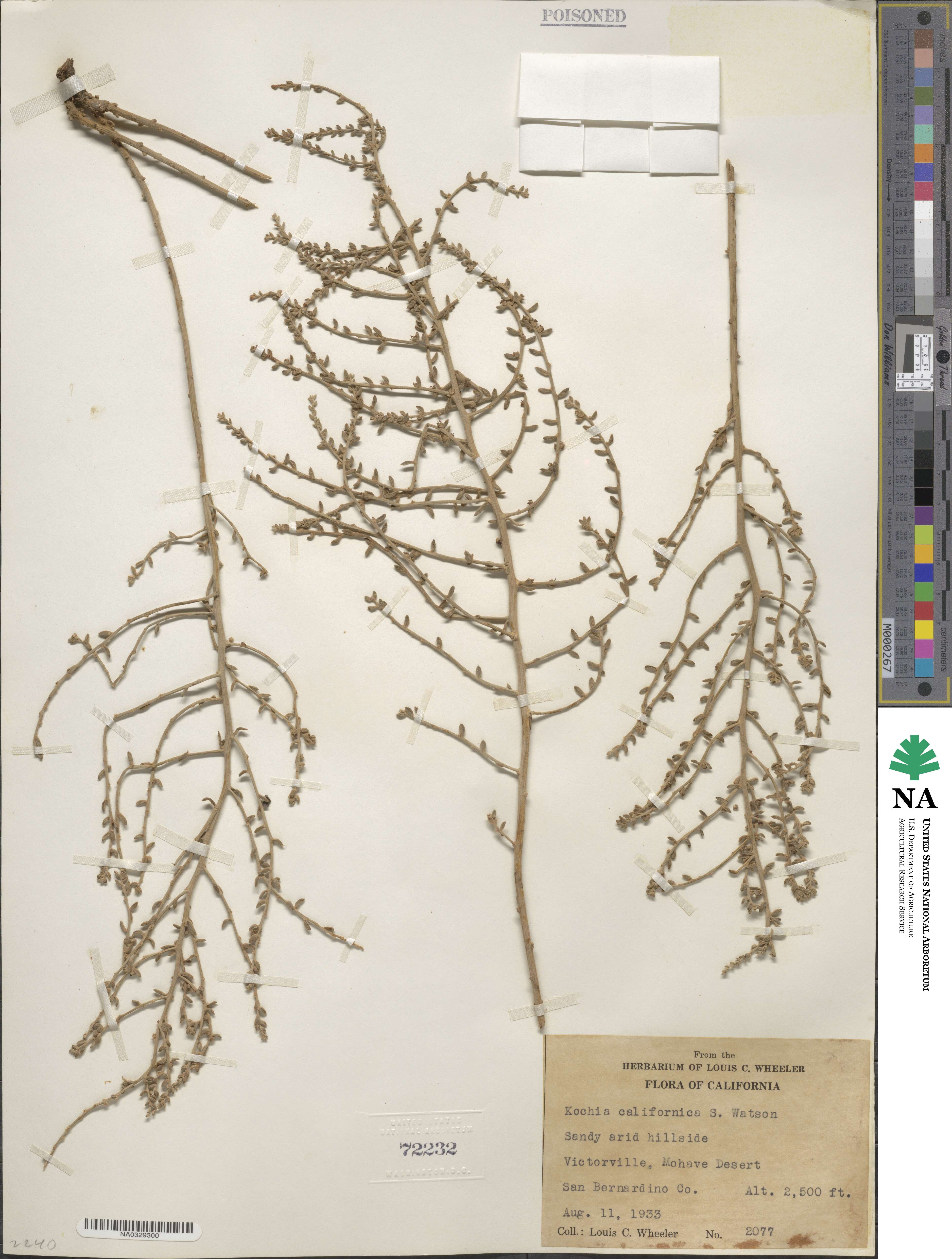 Neokochia californica image