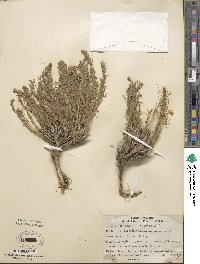 Neokochia americana image