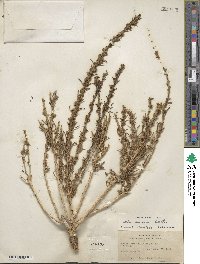 Neokochia americana image