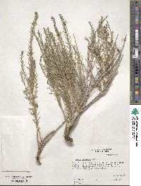 Neokochia americana image