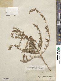 Bassia hyssopifolia image