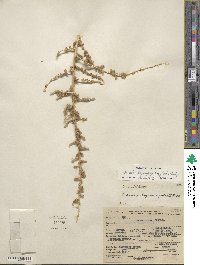 Bassia hyssopifolia image