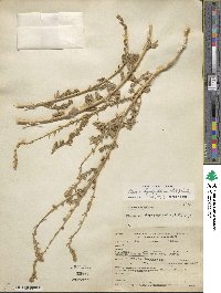 Bassia hyssopifolia image