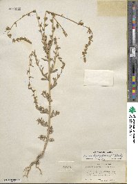 Bassia hyssopifolia image