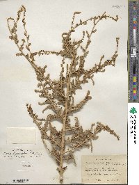 Bassia hyssopifolia image