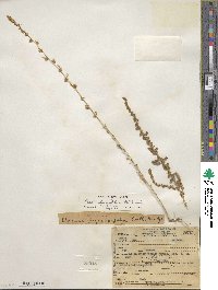 Bassia hyssopifolia image