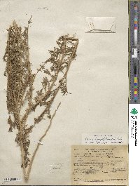 Bassia hyssopifolia image